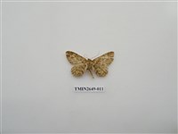 藏品(尺蛾178)的圖片